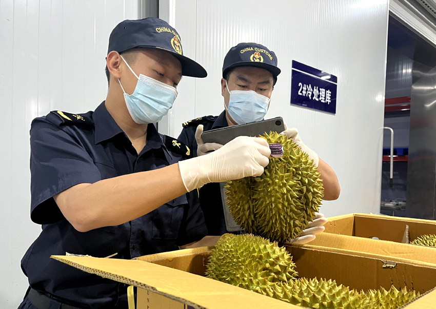 磨憨鐵路口岸綜合性指定監(jiān)管場地水果查驗區(qū)內(nèi)，海關(guān)關(guān)員正在查驗進(jìn)口榴蓮。勐臘海關(guān)供圖